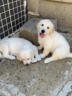 Golden retriever pups, Golden retriever, België, Fokker | Hobbymatig, CDV (hondenziekte)