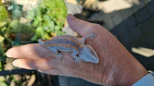 Gargoyle male, Dieren en Toebehoren, Reptielen en Amfibieën