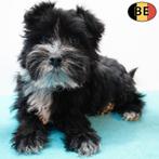 Schnoodle - Chiots belges à vendre, Commerçant, Autres races, 8 à 15 semaines, Plusieurs