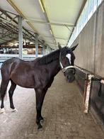 Super lieve fijne pony te koop!, Dieren en Toebehoren, Ophalen of Verzenden, Zo goed als nieuw