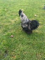 Zijdehoender haan, Dieren en Toebehoren, Pluimvee