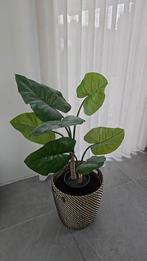 Bloempot mand, Huis en Inrichting, Kamerplanten, Ophalen