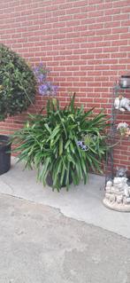 Agapanthus, Ophalen