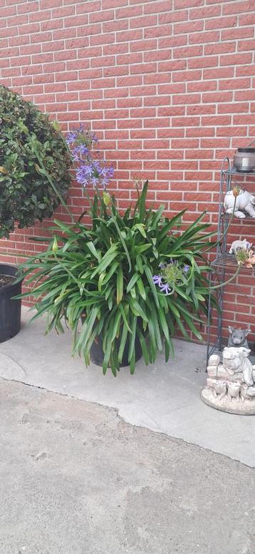 Agapanthus beschikbaar voor biedingen