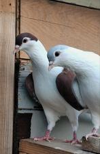 Eklil sarwari, Dieren en Toebehoren