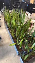 Sanseveria planten incl pot, Huis en Inrichting, Kamerplanten, Ophalen, Overige soorten, Minder dan 100 cm