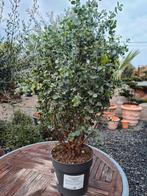 Eucalyptus - Gomboom, Jardin & Terrasse, Plantes | Arbres, Enlèvement, Ombre partielle