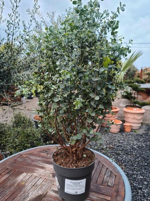 Eucalyptus - Gomboom, Jardin & Terrasse, Plantes | Arbres, Ombre partielle, Enlèvement