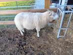 schapen ram, Dieren en Toebehoren, Schapen, Geiten en Varkens, Mannelijk, Schaap, 0 tot 2 jaar