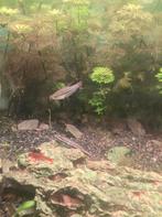 Allerlei vissen, Dieren en Toebehoren, Ophalen