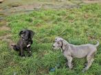duitse dog pups zwart en blauw, Dieren en Toebehoren, België, Overige rassen, 8 tot 15 weken, CDV (hondenziekte)