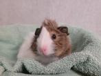 Cavia beertjes, Dieren en Toebehoren, Knaagdieren, Augustus, Cavia