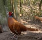 Buff/canadese bosfazant haan, Dieren en Toebehoren, Pluimvee, Mannelijk