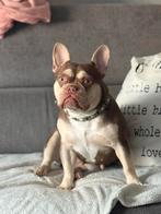 Mooie Franse bulldog teef, België, Fokker | Hobbymatig, Bulldog, Meerdere