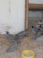Gambel kwartel, Dieren en Toebehoren, Vogels | Overige Vogels