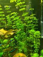 Aquariumplanten te koop, Dieren en Toebehoren, Ophalen of Verzenden, Plant(en), Steen of Hout