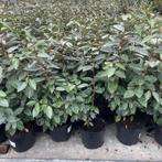 Eleagnus Ebbingei ,Olijfwilg tijdelijke Actie!!, Tuin en Terras, Planten | Struiken en Hagen, Ophalen, Taxus, Haag