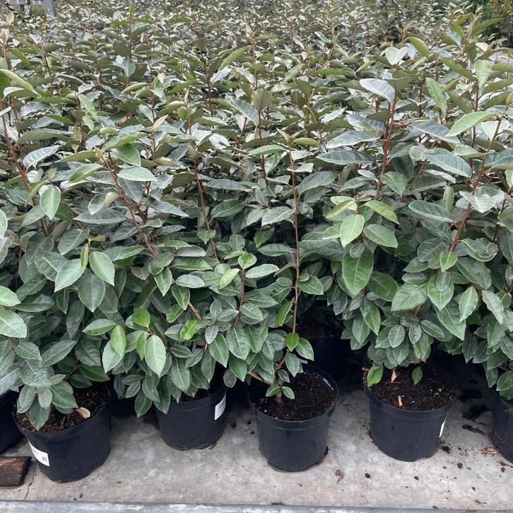 Eleagnus Ebbingei ,Olijfwilg tijdelijke Actie!!, Tuin en Terras, Planten | Struiken en Hagen, Haag, Taxus, Ophalen