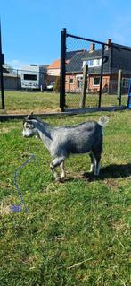 Geitenbokken / geit / bok - blauwschimmel tan, Dieren en Toebehoren, Schapen, Geiten en Varkens, Mannelijk, Geit, 0 tot 2 jaar