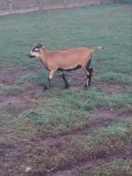 Kameroen ram, Dieren en Toebehoren, Schapen, Geiten en Varkens