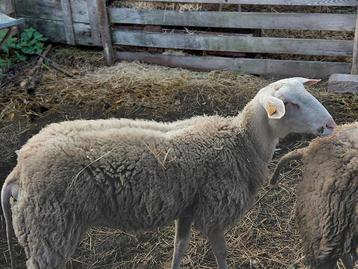 Dekram melkschaap beschikbaar voor biedingen