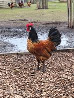 Broedeieren vorwerk, Dieren en Toebehoren, Pluimvee