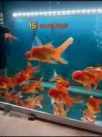 Sluierstaart leeuwekop orange 13 cm te koop, Vis, Zoetwatervis, Schoolvis