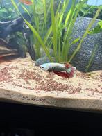fancy Betta(m), Vis, Zoetwatervis, Schoolvis