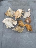 Schelpen, Verzamelen, Mineralen en Fossielen, Ophalen, Schelp(en)