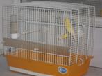 canari male tb chanteur + cage a 40 euros, Dieren en Toebehoren, Mannelijk, Zangkanarie