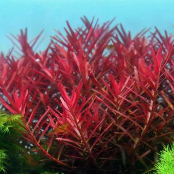 Aquariumplant - Rotala Blood Red beschikbaar voor biedingen
