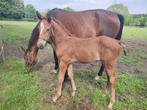 Merrieveulen: Mecenas x Floriscount x MatchoAA, Dieren en Toebehoren, Merrie, Niet van toepassing, Gechipt, 0 tot 2 jaar