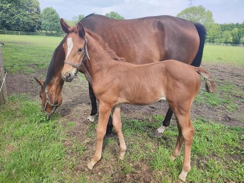 Merrieveulen: Mecenas x Floriscount x MatchoAA, Dieren en Toebehoren, Paarden, Merrie, Niet van toepassing, 0 tot 2 jaar, Met stamboom