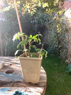 Wilde Wingerd (Parthenocissus Engelmannii), Tuin en Terras, Ophalen, Zomer