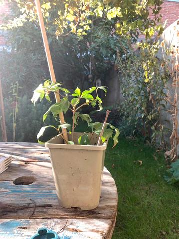 Wilde Wingerd (Parthenocissus Engelmannii) beschikbaar voor biedingen