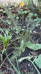 Bruine venkel - Foeniculum Vulgare, Tuin en Terras, Ophalen