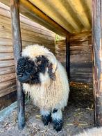 Ram Walliser Schwarznase, Dieren en Toebehoren, Schapen, Geiten en Varkens, Mannelijk, Schaap, 0 tot 2 jaar