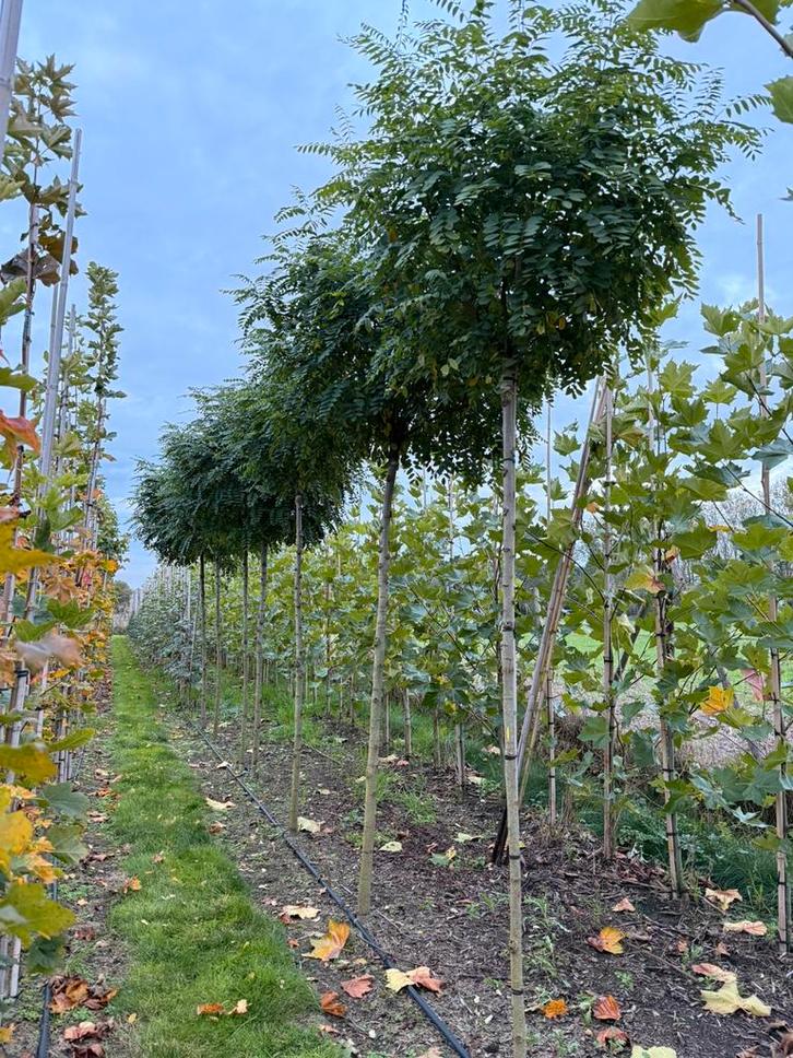 Robinia pseudoacacia ‘Umbraculifera’, Tuin en Terras, Planten | Bomen, Bolboom, Ophalen