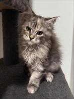 Maine Coon kittens, Dieren en Toebehoren, Katten en Kittens | Raskatten | Langhaar, Poes, Gechipt, 0 tot 2 jaar