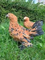 Gebaarde sabelpootkriel hennen/ hennentjes/ sabelhen, Dieren en Toebehoren, Pluimvee, Vrouwelijk, Kip