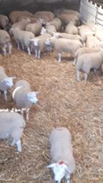 Mouton mâle  aid, Schaap