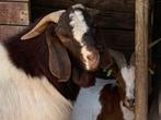 Boerbok, Dieren en Toebehoren, Mannelijk, Geit, 0 tot 2 jaar