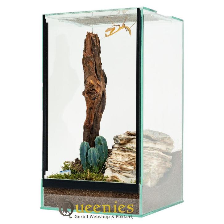 Glazen terrarium 20x20x35 – Spinnen en insecten, Dieren en Toebehoren, Overige Dieren-accessoires, Nieuw, Ophalen of Verzenden