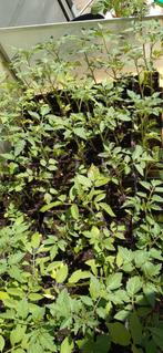 Kerstomatenplanten, Tuin en Terras, Planten | Struiken en Hagen, Ophalen