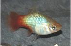 Platy