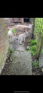 Jong schaap met lam te koop! (Jaarlingen), Dieren en Toebehoren, Schaap