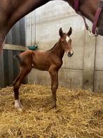 Veulen Don’t touch - Hengst, Dieren en Toebehoren, Paarden, Springpaard, Niet van toepassing, 0 tot 2 jaar, Hengst