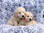 Golden retriever pup teefje, Dieren en Toebehoren, Golden retriever, België, CDV (hondenziekte), 8 tot 15 weken