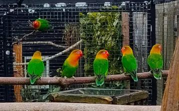 agapornis fischeri dwergpapegaai bewezen koppels beschikbaar voor biedingen