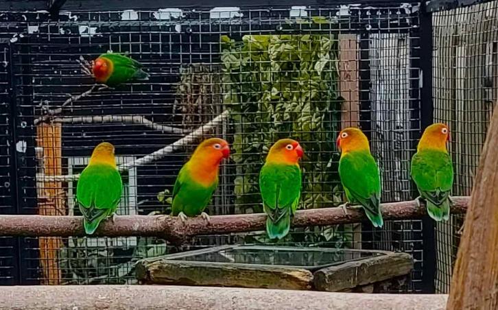 agapornis fischeri dwergpapegaai bewezen koppels, Dieren en Toebehoren, Vogels | Parkieten en Papegaaien, Dwergpapegaai of Agapornis